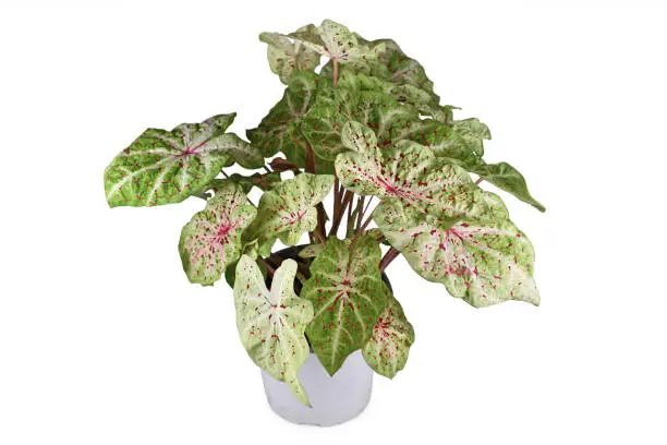 Exotic 'Caladium Miss Muffet' houseplant with pink and green leaves with red dots in pot on white background
