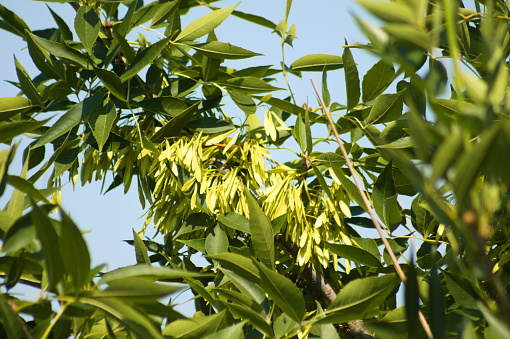 Close-up of green ash tree green seeds with blue sky on background