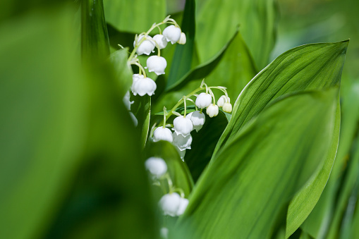 Lily of the valley in bloom, close up photo of wild white flowers