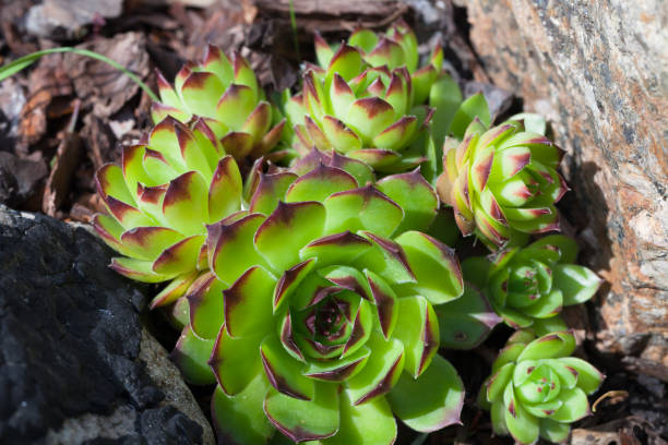 istock Sempervivum tectorum or the common houseleek 1400869164