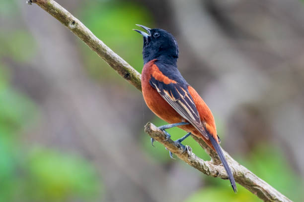 Male orchard oriole on branch