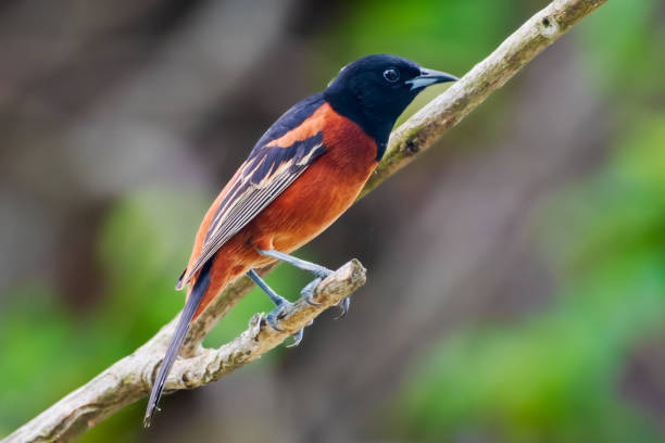 istock Male orchard oriole on branch 1400870773