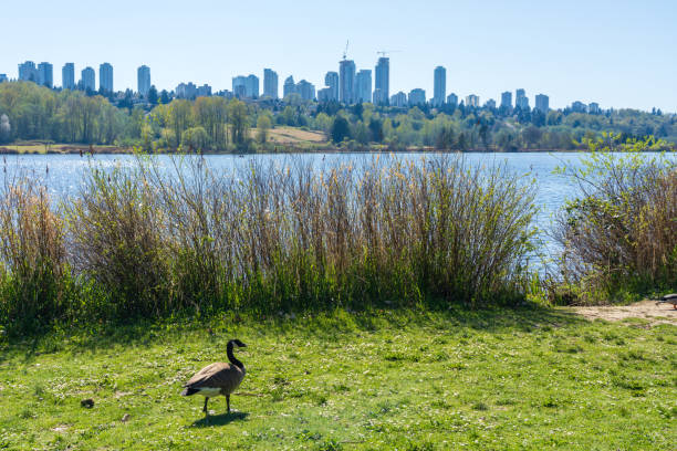 istock Deer Lake Park lakeshore. Burnaby, BC, Canada. 1400870824