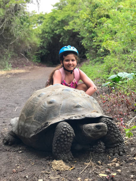a candid portrait of a little happy cheerful latin travel child girl riding a bike in the middle of galapagos' national park in ecuador. she's stopping in front of a giant galapagos' tortoise in the middle of a rural road in isabela island. - helmet bicycle little girls child imagens e fotografias de stock