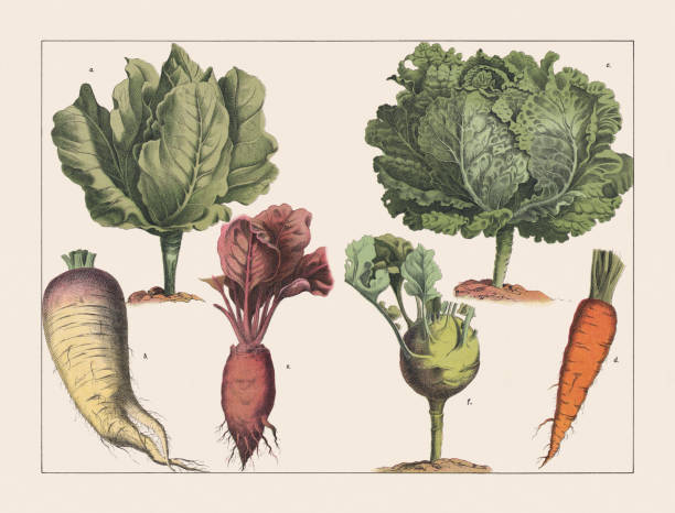 ilustrações de stock, clip art, desenhos animados e ícones de various plants (cabbage), chromolithograph, published in 1891 - rutabaga