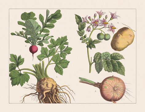 Various plants (tubers): a) Radish (Raphanus sativus); b) Potato (Solanum tuberosum); c) Celeriac (Apium graveolens var. rapaceum); d) Onion (Allium cepa). Chromolithograph, published in 1891.