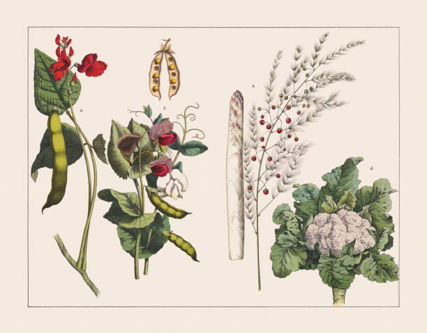 illustrazioni stock, clip art, cartoni animati e icone di tendenza di varie piante (fabaceae, piante da fiore, cavolo), cromolitografia, pubblicata nel 1891 - green pea illustrations