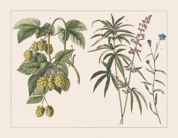 ilustrações, clipart, desenhos animados e ícones de várias plantas (cannabaceae, linaceae, cannabaceae), cromoolithograph, publicada em 1891 - marijuana plant