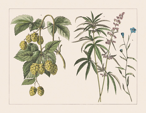 Various plants (Cannabaceae, Linaceae): a) Common hop (Humulus lupulus); b) Flax, or linseed (Linum usitatissimum); c) Hemp (Cannabis sativa). Chromolithograph, published in 1891.