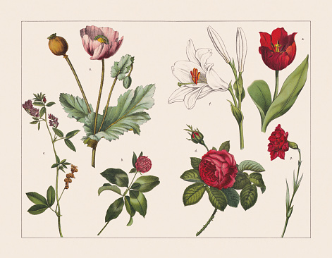 Various plants (Papaveraceae, Fabaceae, Rosoideae, Lilioideae, Caryophyllaceae): a) Opium poppy (Papaver somniferum); b) Red clover (Trifolium pratense); c) Alfalfa, or lucerne (Medicago sativa); d) Rose (Rosa centifolia foliacea); e) Didier's tulip, or garden tulip (Tulipa gesneriana); f) Benguet lily, or Philippine lily (Lilium philippinense); g) Carnation, or clove pink (Dianthus caryophyllus). Chromolithograph, published in 1891.