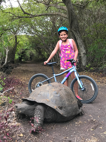 A little happy cheerful latin travel child girl riding a bike in the middle of Galapagos' National Park in Ecuador. She's stopping in front of a giant Galapagos' tortoise in the middle of a rural road in Isabela Island.

The Galápagos tortoise or Galápagos giant tortoise (Chelonoidis niger) is a species of very large tortoise in the genus Chelonoidis. It is the largest living species of tortoise, with some modern Galápagos tortoises weighing up to 417 kg.

Travel Concept.
Idyllic touristic Travel Destination Concept.