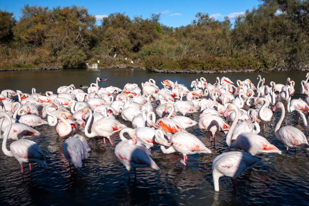 istock Pink Flamingos at the lake 1400872981