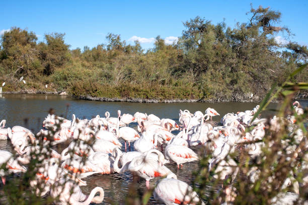 istock Pink Flamingos at the lake 1400873062