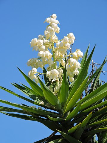Low angle view of a yucca blossom aqaisnt a clear blue sky..