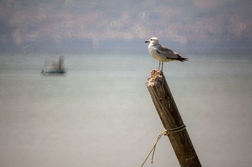 View of a seagull perching on a log.