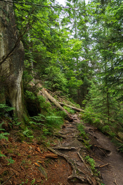 istock Beautiful nature hiking path through Ban Forest in the Black Forest, Germany 1400874276