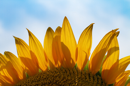 Part of a sunflower flower illuminated by the bright summer sun against the blue sky