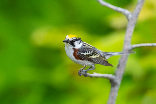 istock Chestnut-sided warbler, setophaga pensylvanica, bird perching 1400874549