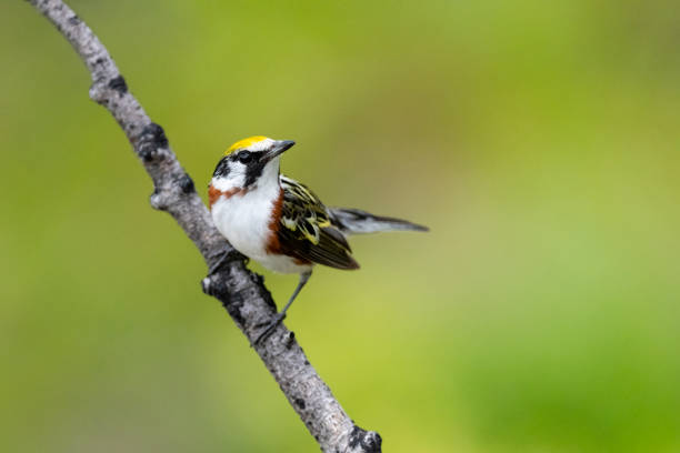 istock Chestnut-sided warbler, setophaga pensylvanica, bird perching 1400874575