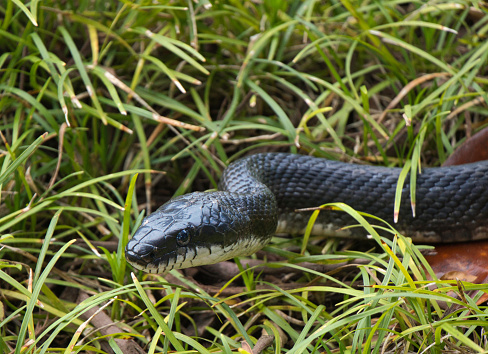 Eastern rat snake looking for a prey. High detail of  head.