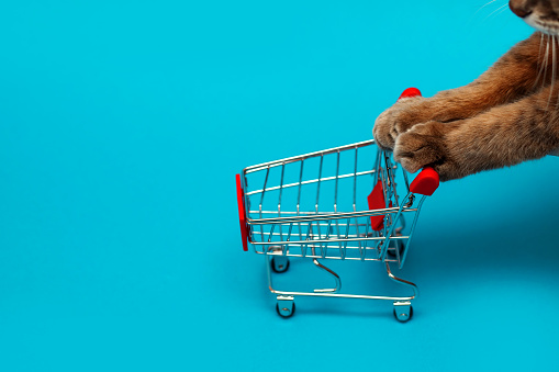 Cat's legs pushing an empty shopping trolley on a blue background, shopping concept, products for cats, empty space in a trolley, side view, on isolate, grocery basket
