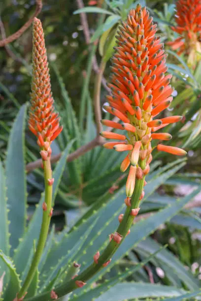 Photo of aloe plant in flower