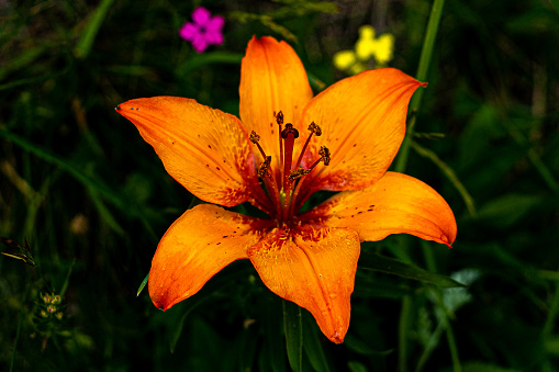 photo close up of an orange wild lily in a flowery meadow.