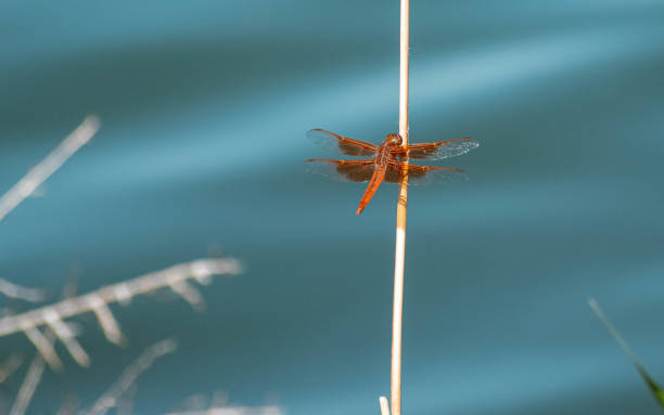 Dragonfly over water stock photo