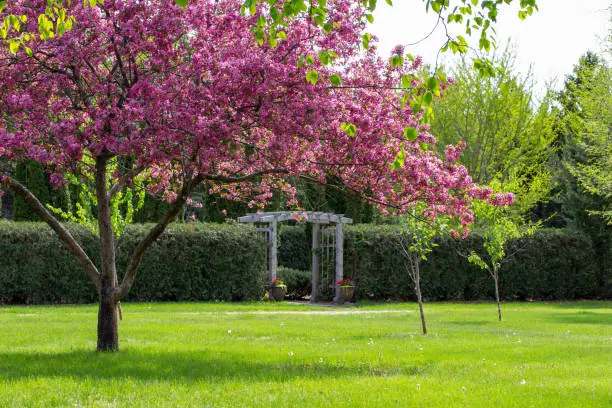 This image shows a landscape view of an arched wooden arbor trellis in an ornamental botanical garden surrounded with view of a blooming crabapple tree in the foreground.