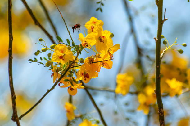 Bee pollination stock photo