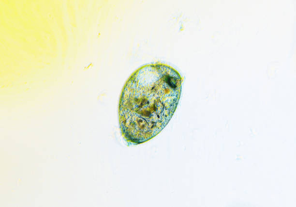 istock Ciliates Stentor found in freshwater pond under the light microscope 1400877582