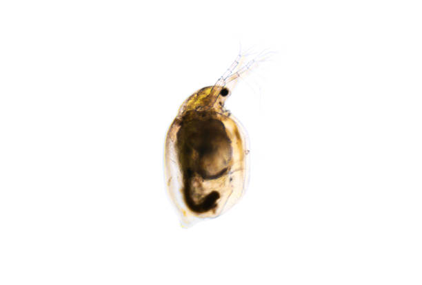 istock Zooplankton Water Flea Daphnia, microscopic image of crustacea 1400877586