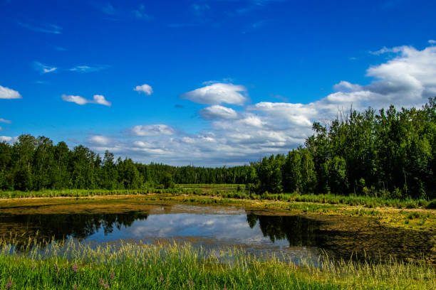 istock Road side Elk Island National Park Alberta Canada 1400877591