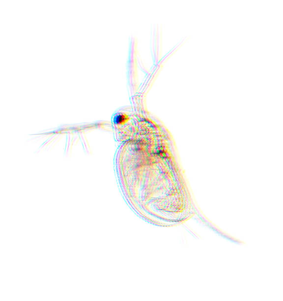 istock Zooplankton Water Flea Daphnia, microscopic image of crustacea, rgb shift, glitch effect 1400877594