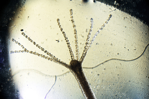 Hydra vulgaris under a light microscope, freshwater hydra taken from the pond