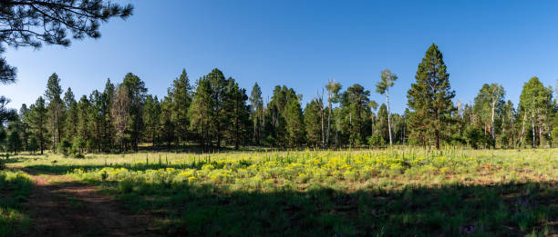Meadow panorama stock photo