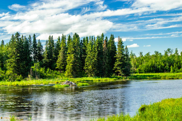istock Road side Elk Island National Park Alberta Canada 1400877642