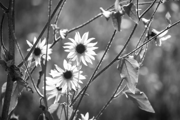 Black and white flowers stock photo