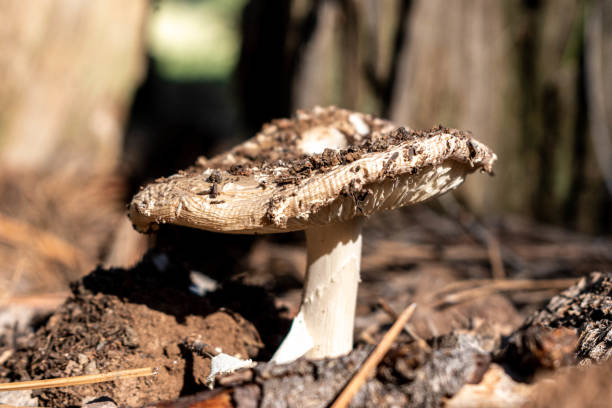 Dirt covered mushroom stock photo