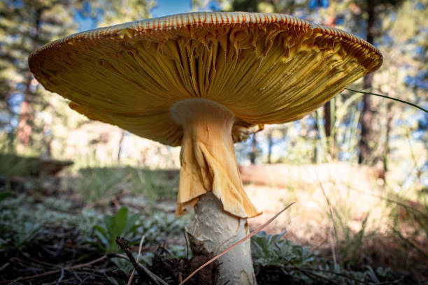 Underside of a mushroom stock photo