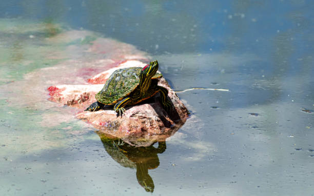 Turtle on a log stock photo