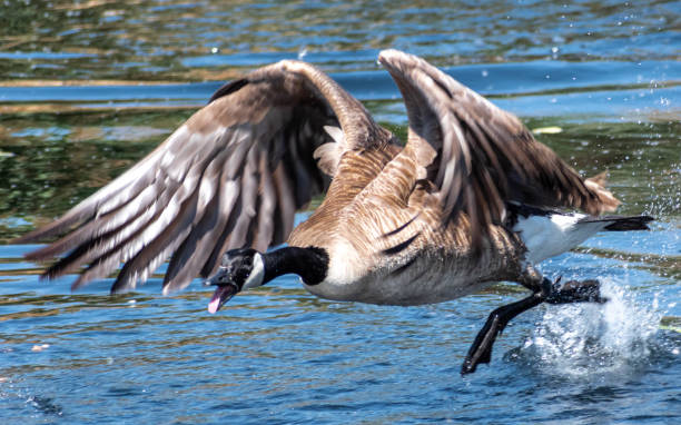 Goose flying over water stock photo