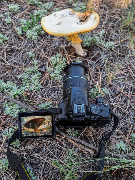 Fungi photography stock photo