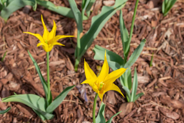 tulipani a stella gialla in un giardino all'aperto - star tulip foto e immagini stock