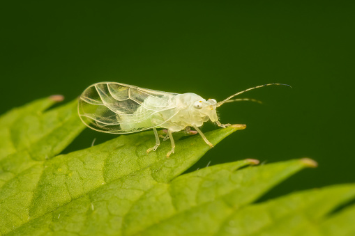 Very small cacopsylla on a green leaf with blurred background