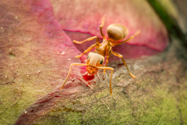 Small ant drinking nectar on a peoni blossom stock photo