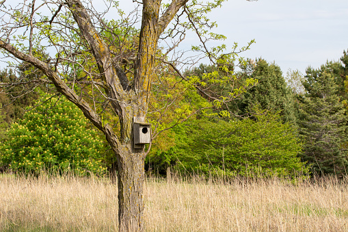This image shows a view of a wood duck house attached to a tree in a rural treelined prairie on a sunny day.