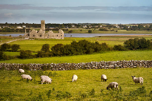 Irish Panorama with sheeps stock photo