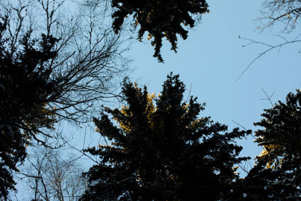 Trees in park. Nature in winter. Forest in winter weather.