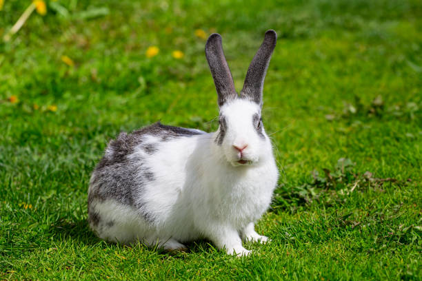 istock A white rabbit with gray ears sits on the green grass on a sunny summer day 1400881458